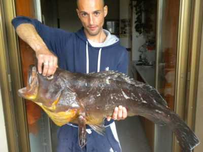 Una cernia